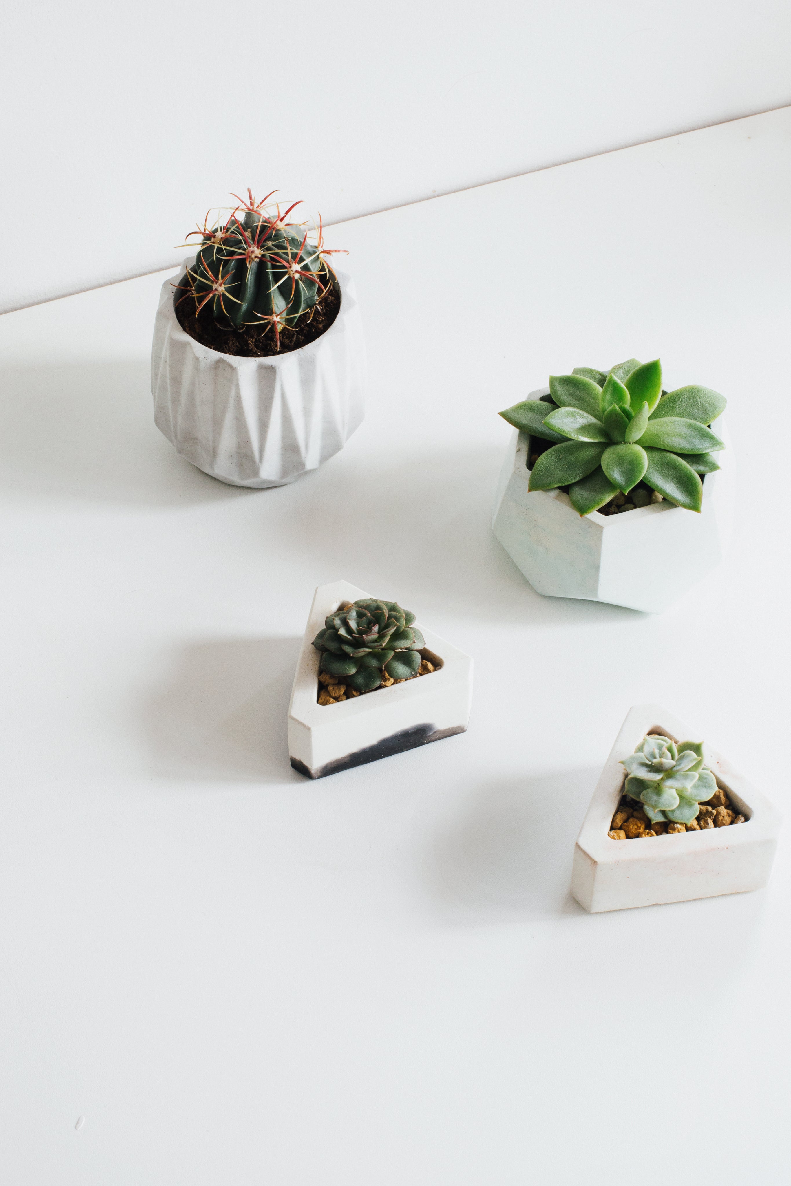 minimal-decor-inspiration-with-these-tiny-plants - Success Store Corp
